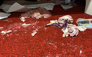 年領國家2.36億卻欠繳41萬元賠償 林俊憲怒斥國民黨：爛到骨子裡！