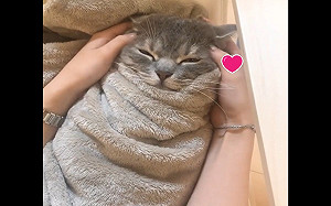 (影)主子被包成「貓咪捲餅」 瞇眼微笑享受按摩：這是天堂！