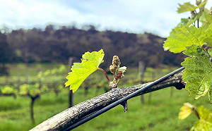 中國修理澳洲調高關稅212% 坎培拉：將告上WTO