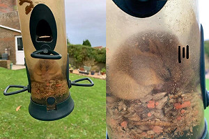 貪吃鼠溜進餵鳥器「狂嗑把費」 卡住被抓包：幫個忙好嗎？