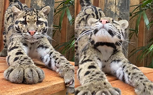 (影)雲豹伸懶腰！爪爪超近距離「開合收縮」　網：好想摸～