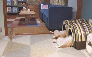 (影)柯基仰躺睡窩露小短腿　奴嘆「習慣了」網笑：在照MRI？