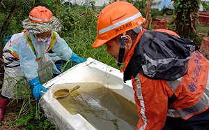 武漢肺炎影響！登革熱病例今年大幅減少