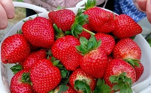 苗栗草莓＋溫泉季提早開跑！大湖、泰安假期交管資訊一次看