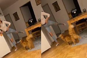 主人扶牆抬腿 橘貓認真學習「同步抬」：這樣偶做對了嗎？