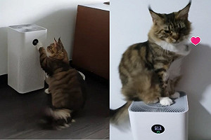 (影)緬因貓「解鎖」空氣清淨機　自動調整強度：風來了！