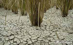良影一二》桃園新屋無水稻田  稻穀乾癟稻葉焦黑 死寂景象怵目驚心