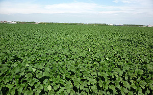 體驗下田採毛豆！毛豆文化季12/5旗山登場