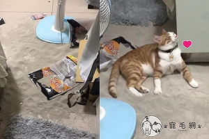 她回家驚見地板變沙灘被嚇傻　橘貓一臉滿足網笑：比基貓？