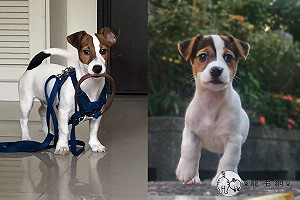 (影)奶汪在外「很扭捏」！回家卻竭力狂奔　網笑：反過來啦！