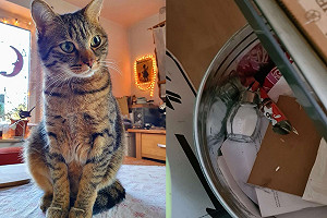 笑著笑著就扔了？東西常消失竟是貓咪幫忙「斷捨離」