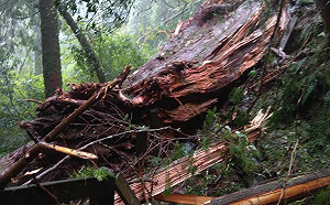 拉拉山編號23號千年神木倒了！豪雨釀災步道暫停開放