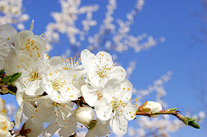 四季都要賞花！南國花都地圖帶你從風鈴木拍到美人樹