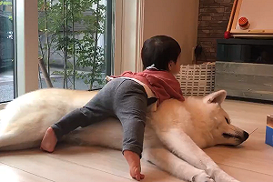 (影)「大毛汪」任憑小寶寶擺布　牠一臉淡定：佛系育兒最高境界