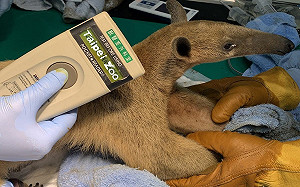 找到了！民眾協尋動物園逃脫小食蟻獸  結束3個月翹家生活