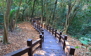 踏青新選擇！嘉義樹木園步道重新開放