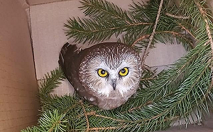 小貓頭鷹躲聖誕樹！不小心「搭便車」來到273公里外的紐約市