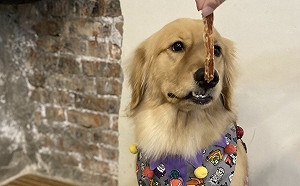 毛寶貝幸福耶誕趴12/19板橋府中登場   萬元好禮大放送 