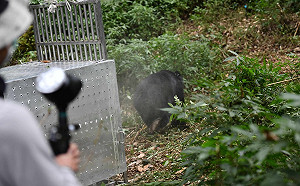療養2個月胖5公斤！誤入陷阱台灣黑熊傷癒成功野放