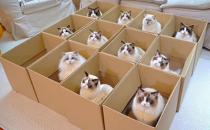 (影)如何一次召喚11隻布偶貓？　紙箱放下去就對啦！