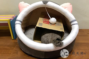 奴才將睡窩改造「樓中樓」誘拐主子入住　網笑：竟有這招！