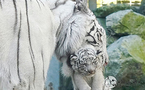 (影)虎媽叼起「趴趴走」小孩　小虎寶皺著臉：倫家玩不夠！