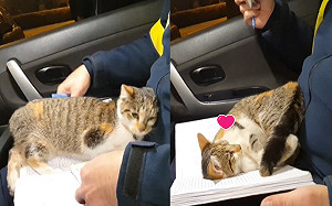 (影)員警處理交通事故 遇浪貓跳上車狂撒嬌：警察杯杯偶迷路了！