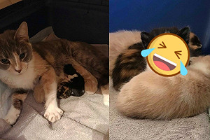 懷孕三花貓被遺棄險喪命　中途仔細照顧收到「媒人婆回禮」