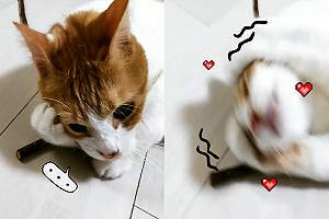 (影)木天蓼好嗨！貓貓蹭到一半「手扶額頭」：暈了！暈了！