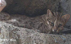 失蹤17天！石虎「飛飛」回家了  北市動物園：水獺展場尋獲