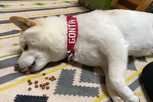 (影)廢「柴」躺著爽吃懶出新高度　網看傻：到底是多累？