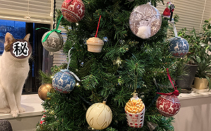 貓主子盯著聖誕樹「思考喵生」 主人嘆：不要打壞主意！