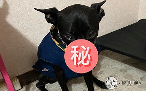 呆萌黑汪「解鎖」杯套新用途　無辜大眼盯主人：救救我～