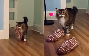 貼心貓怕奴才腳冷送上保暖拖　「抬頭凝視」：別著涼喔！