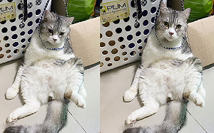 貓貓「繩子套頭」癱坐　大叔樣醉喊：再不把罐罐拿來偶就！！