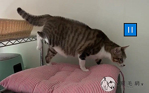 (影)虎斑貓聽到音樂就「定格」　網笑：按到暫停鍵？