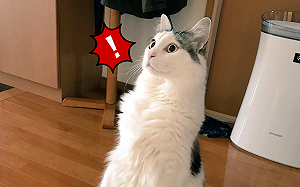 家裡出現陌生人　萌貓站起身進入「呆若木雞模式」：你誰？