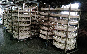 豆干行廢水污染板橋湳仔溝   新北環保水利聯手破案