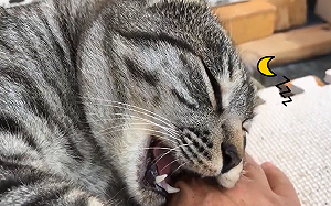 貓貓「制裁人類」一半突關機睡著　網笑：手痛痛～