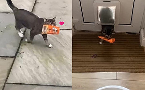 (影)主子出去玩帶「一整包零食」回家　媽傻眼：附近沒人養貓！