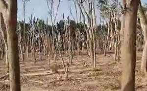 仁武產業園區上萬棵樹斷頭  高市經發局：將依規定懲處要求統包商賠償