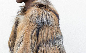 丹麥撲殺水貂導致貂毛價格飆漲！買家轉向鎖定狐狸毛