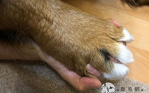 媽家事做一半牠伸毛毛大手「十指緊扣」 網羨：想握！