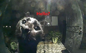 (影)黑貓半夜到鄰居家打招呼　監視器前探頭探腦：有人在嗎？