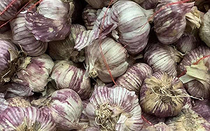 含泥土蒜頭成功進口？ 蘇治芬怒：防檢局的把關竟是如此