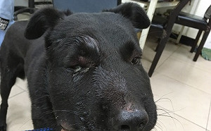 新北寵物用抗蛇毒血清調度中心奏功   花3萬元救回浪浪一命大讚值得