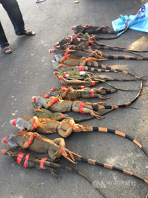 八掌溪綠鬣蜥快速繁殖 嘉義民眾月捉200餘隻