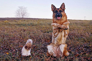 (影)雪貂與狼犬變「另類麻吉」 主人笑：牠們每天都放閃！