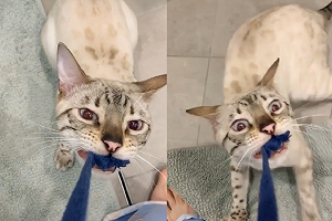 (影)早上還沒餵早餐　斑點白貓咬緊主人「褲頭繩」催促：快點啦！