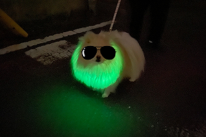 小毛汪一戴夜光項圈「瞬間綠滿身」　網友笑瘋：綠光戰狗